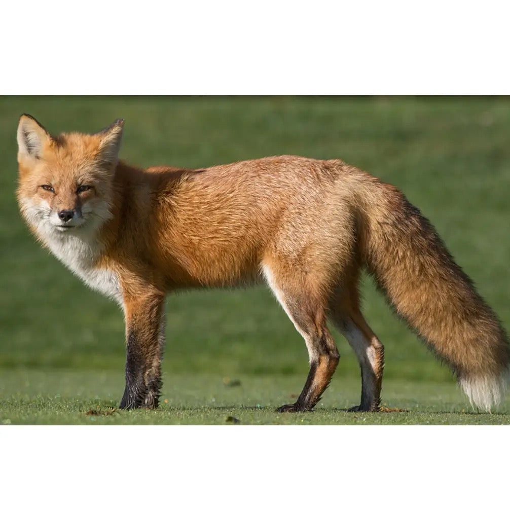 Fierce Fox Necklace