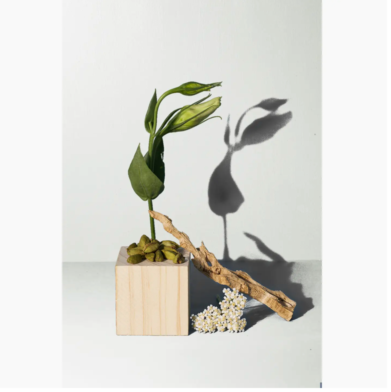 Santal Hand + Body Wash